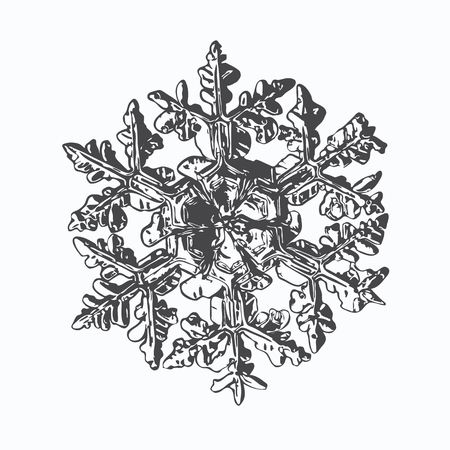 This vector illustration based on macro photo of real snowflake: large stellar dendrite snow crystal with massive hexagonal center, six ornate arms with fine symmetry and complex inner pattern.のイラスト素材