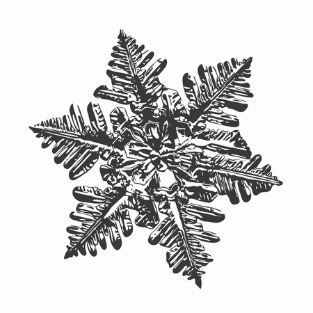 This vector illustration based on macro photo of real snowflake: large stellar dendrite snow crystal with fine hexagonal symmetry, complex ornate shape and six long, elegant arms with side branches.のイラスト素材