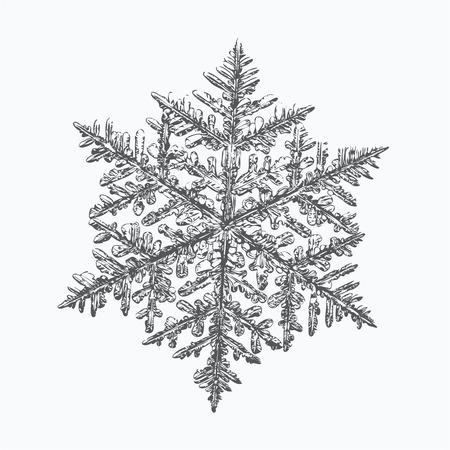 Snowflake on white background. This vector illustration based on macro photo of real snow crystal: complex stellar dendrite with fine hexagonal symmetry, ornate shape and six thin, elegant arms.のイラスト素材