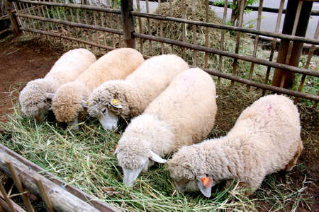 sheep enjoy eatingの写真素材