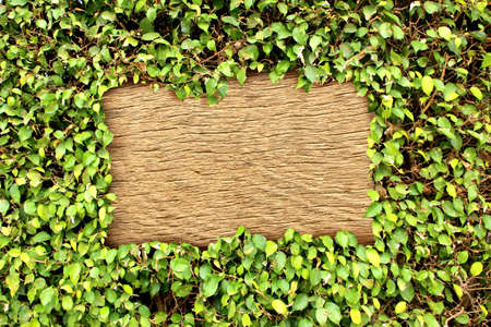 nature singageの写真素材