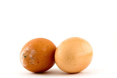 brown egg  on white background