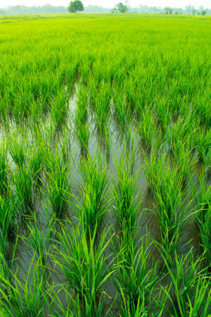 rice field
