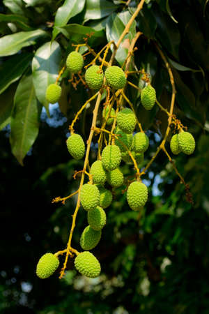 Lychees from Thailand 