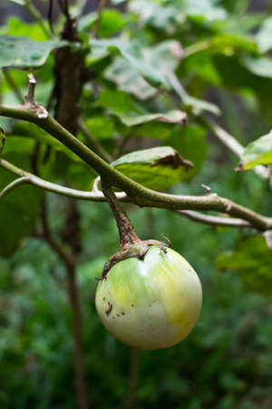 brinalの写真素材