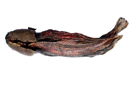 Drying Cat fish