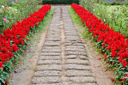 Red Salvia Splendens and site walkの写真素材