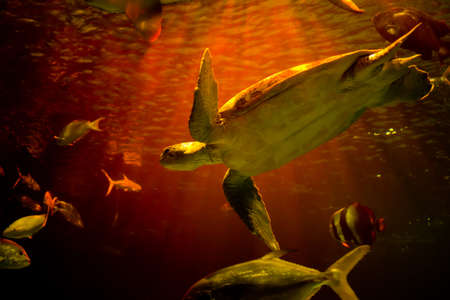 A Green turtle  in Aquarium