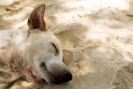 A little dog getting some rest on the sand.