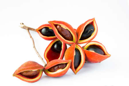 Chestnuts isolated on white backgroundの写真素材