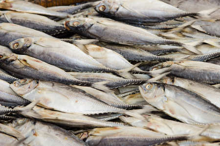 Mackerel