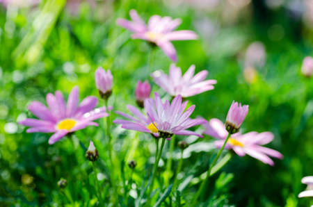 Cosmos flowers