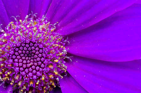Purple flower close-up