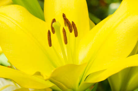 Beautiful Lily yellow flower close upの写真素材