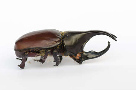 Rhinoceros beetle, Rhino beetle, Hercules beetle, Unicorn beetle, Horn beetlewhite background.の写真素材