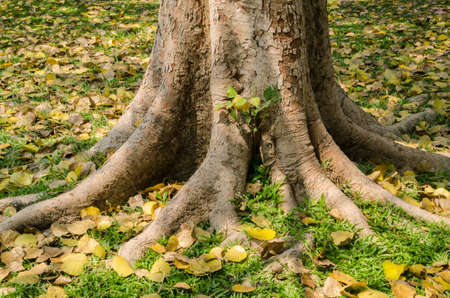 The roots of the banyan tree.の写真素材