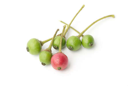 Ta khop paa (Name is Thailand) Flacourtia indica (Burm.f.) Merr., Flacourtiaceaeの写真素材