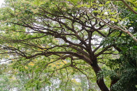 Flame Tree or Royal Poinciana Treeの写真素材