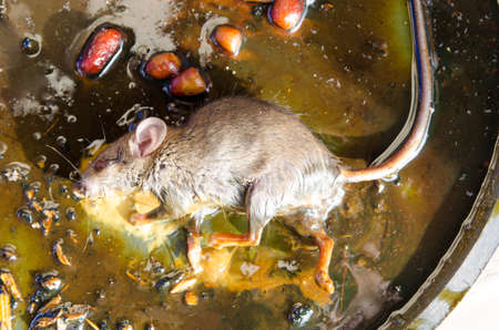 Rat on rat glue trapの写真素材