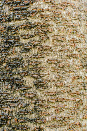 Tree background  textureの写真素材