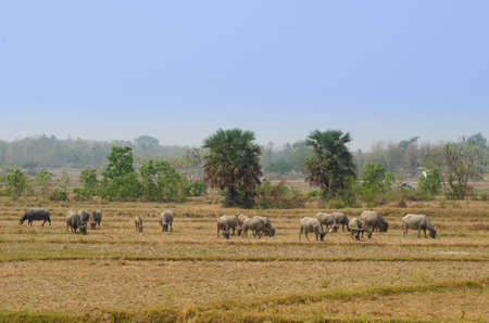 Thai Buffalo walk over the field.