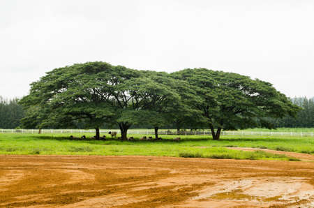 Cows resting under the tree in very hot summer dayの写真素材