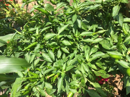 chilli background.の写真素材