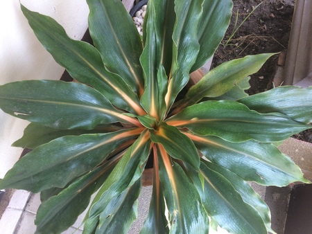 Green Cactusの写真素材