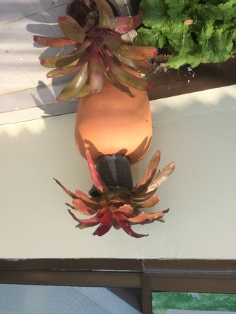 Jay and Cactusの写真素材