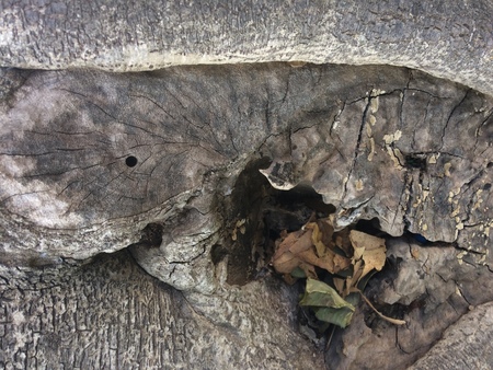 Old tree background.の写真素材