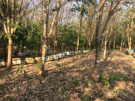 rubber farmerの写真素材