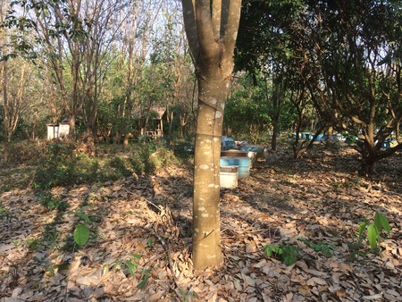 rubber and honeyの写真素材