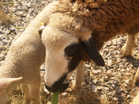 cute white black and brown sheep stand in the stall with familyの写真素材