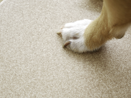 brown,white feet and black nails from Small dogs on brown tileの写真素材