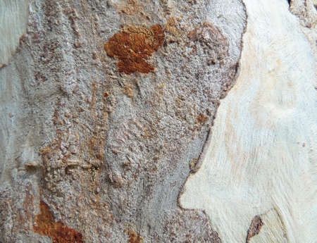 eucalyptus bark textureの写真素材