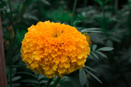 yellow flower