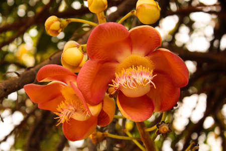 red flowersの写真素材