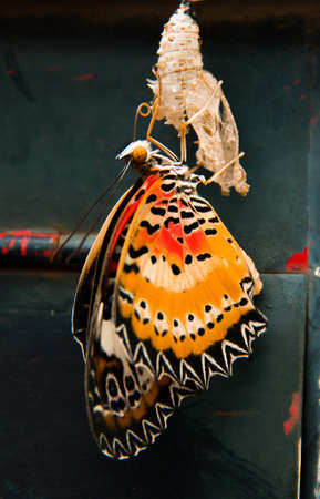 new life of butterflyの写真素材