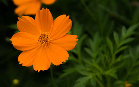 yellow flower