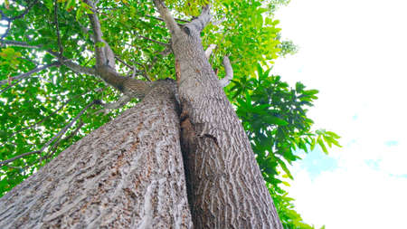 Nature Treeの写真素材