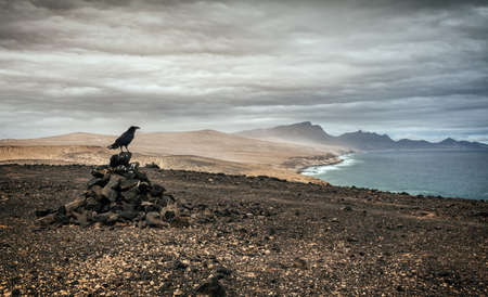 Raven on the stons. In the background the beach of Cofete.の写真素材