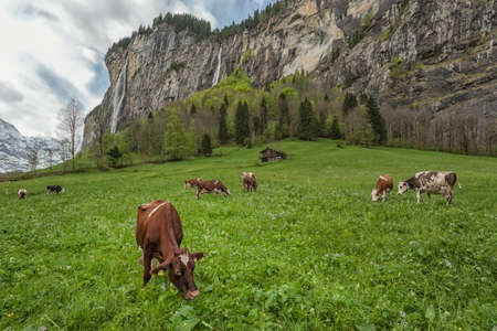 Famous touristic village with high waterfall in background, Lauterbrunnen, Switzerland, Europeの写真素材