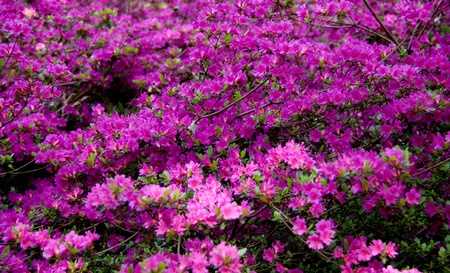 azaleae in bloomの写真素材