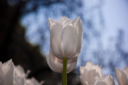 white tulip on a blue sky backgroundの写真素材