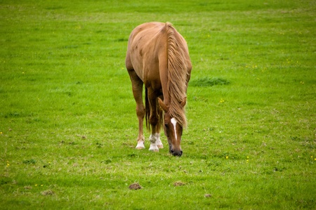 horse eating grassの写真素材