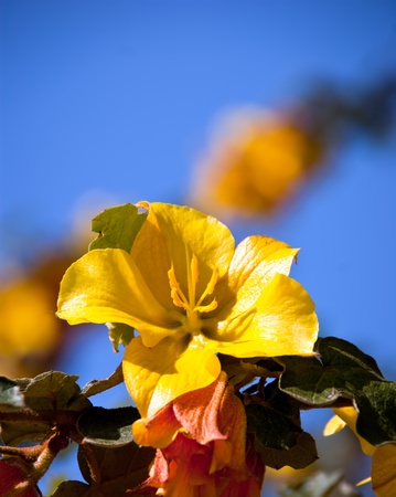 yellow azalea flower in bloomの写真素材