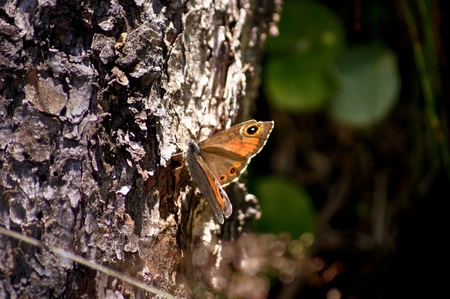 butterfly on a treeの写真素材