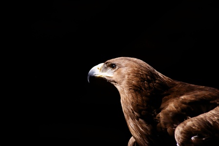 steppe eagle close up ok head on black backgroundの写真素材