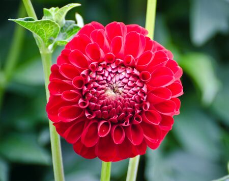 red dahlia in bloomの写真素材