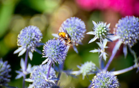 bee on a lilac flowerの写真素材